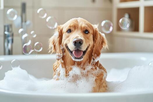 Pet Grooming